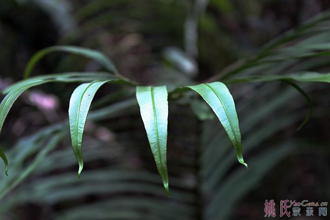 nEO_IMG_IMG_0295.jpg