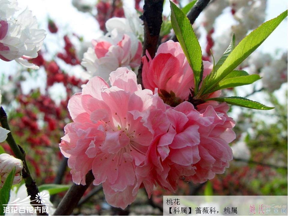 桃花003.jpeg