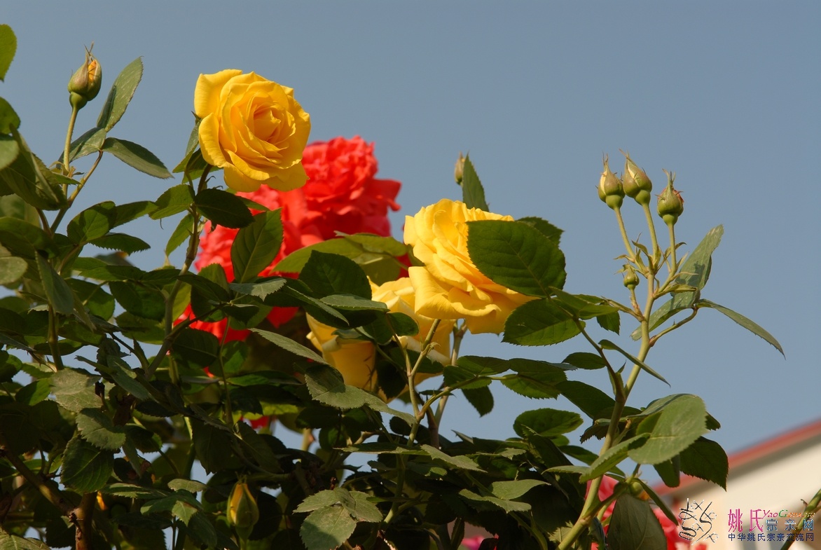 BSC_5691.JPG