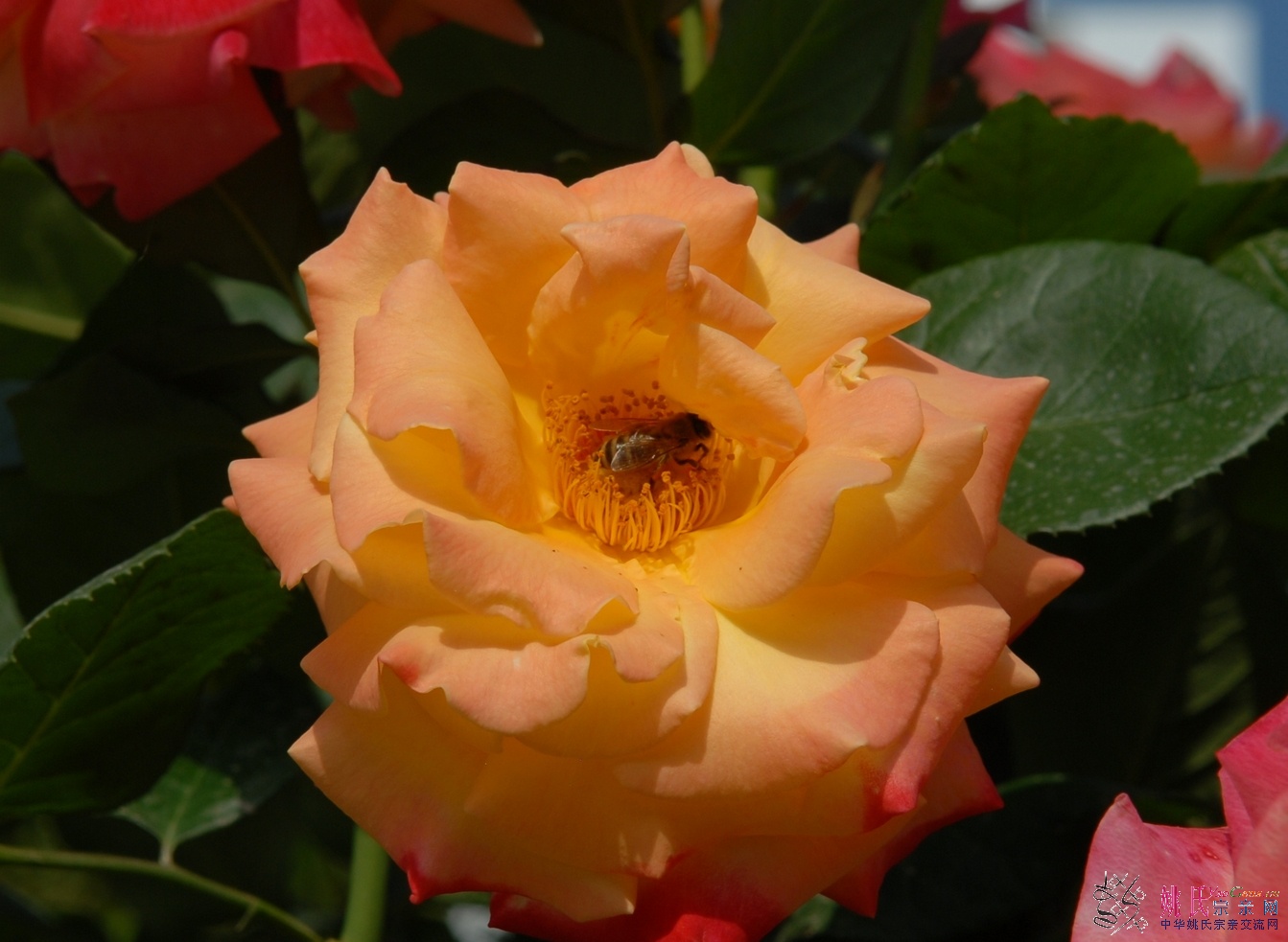 BSC_5775.JPG