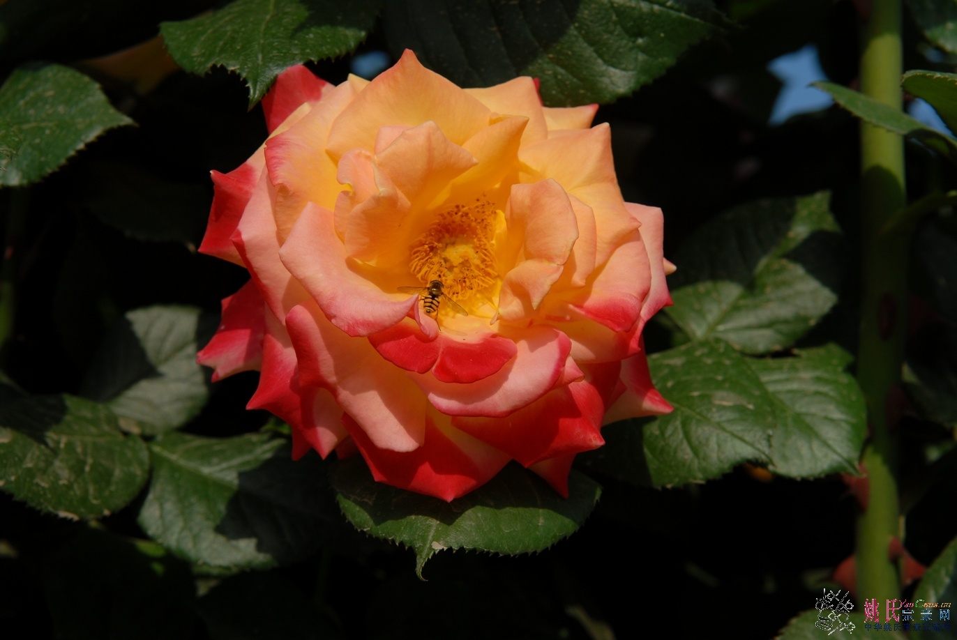 BSC_5779.JPG