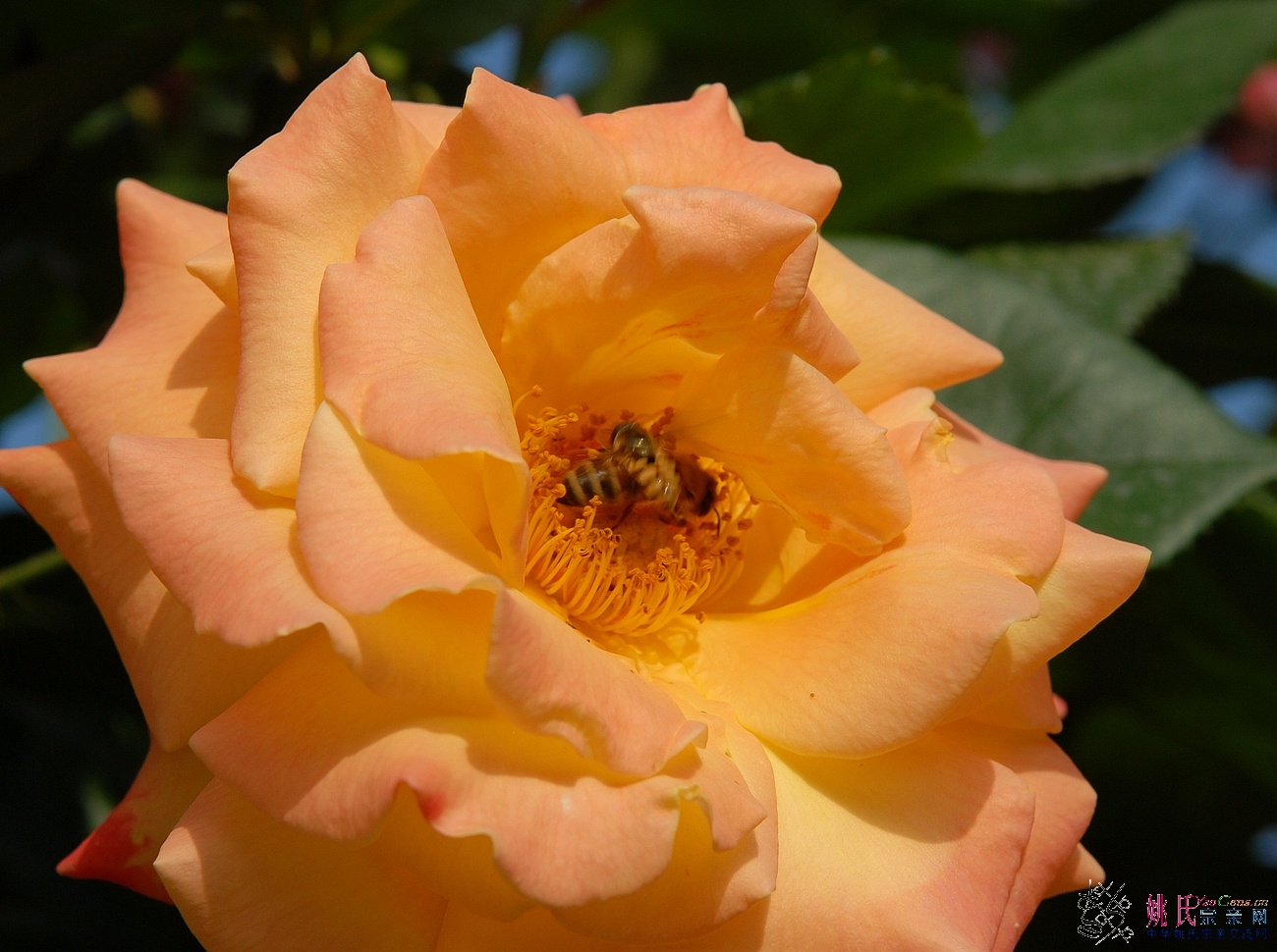 BSC_5788.JPG