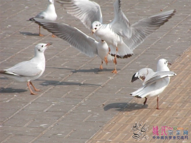 08年滇池边