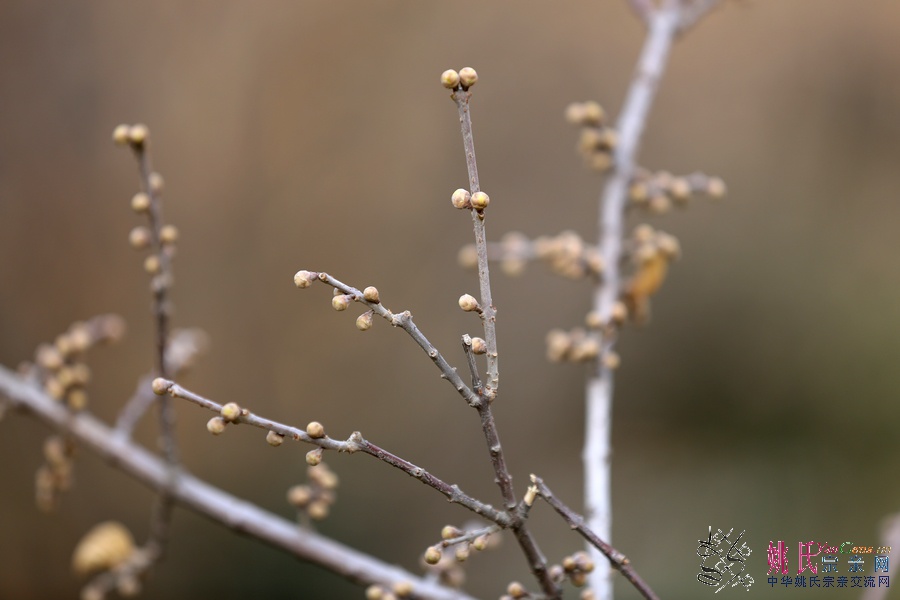 CP7B0030【2013-1-1-10-36】.JPG